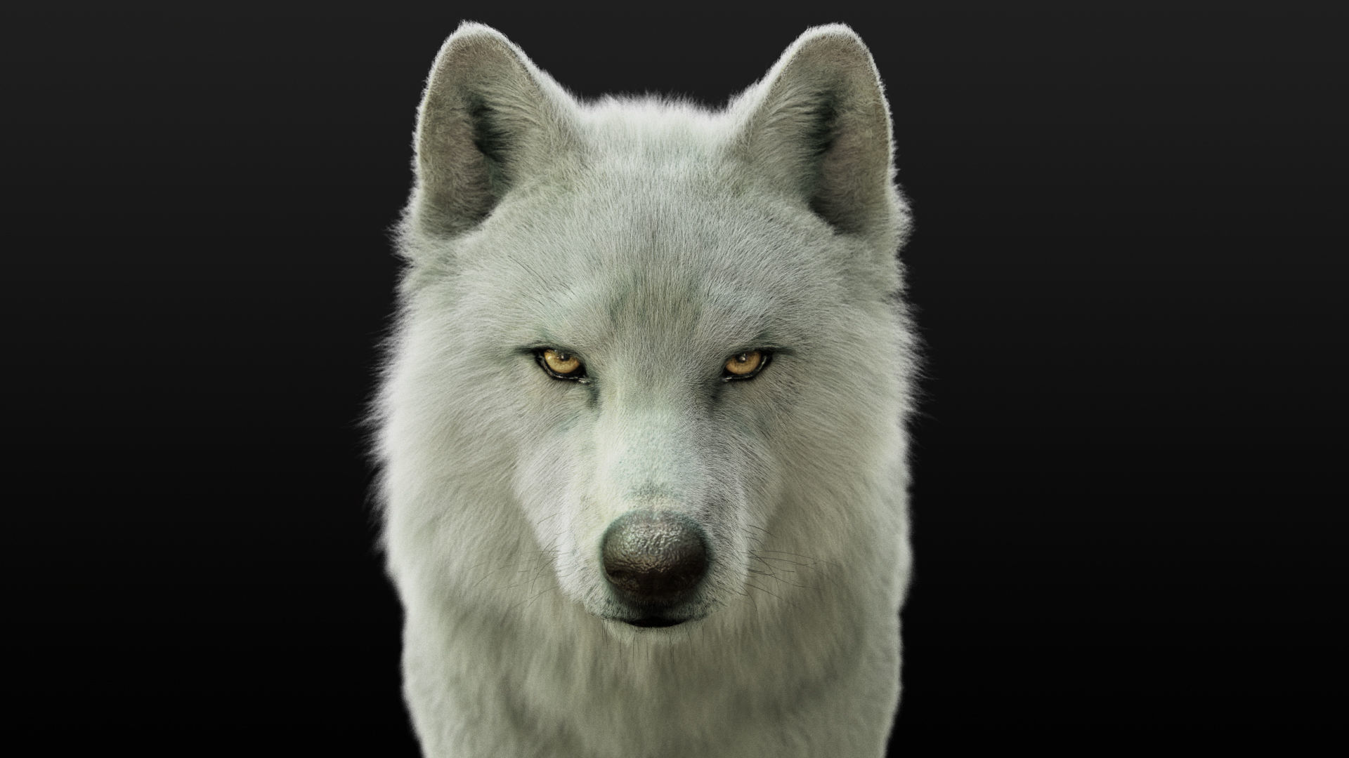Wolves Pack RIGGED XGEN igs 3D Model Collection_15