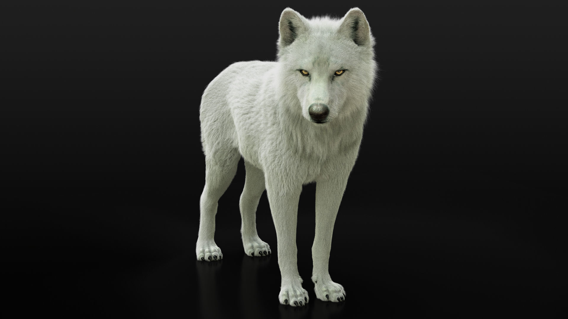 Wolves Pack RIGGED XGEN igs 3D Model Collection_14