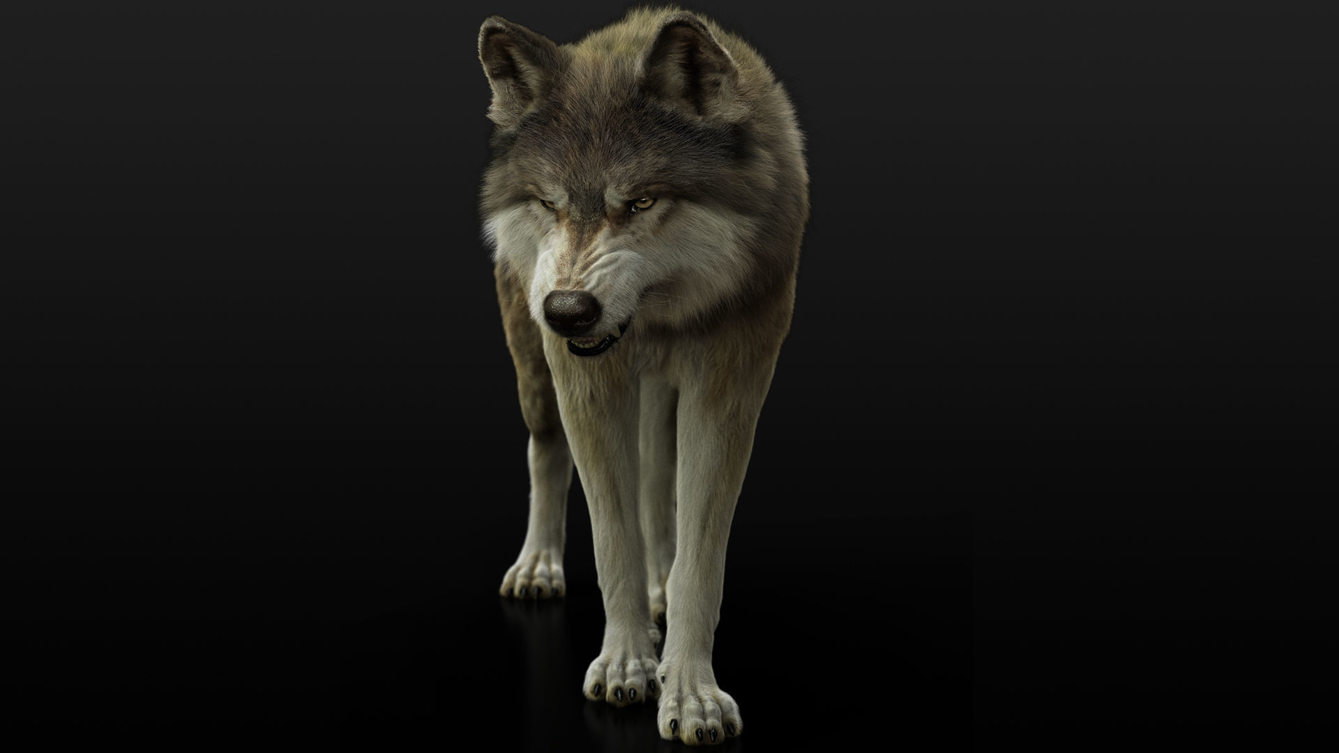 Wolves Pack RIGGED XGEN igs 3D Model Collection_5