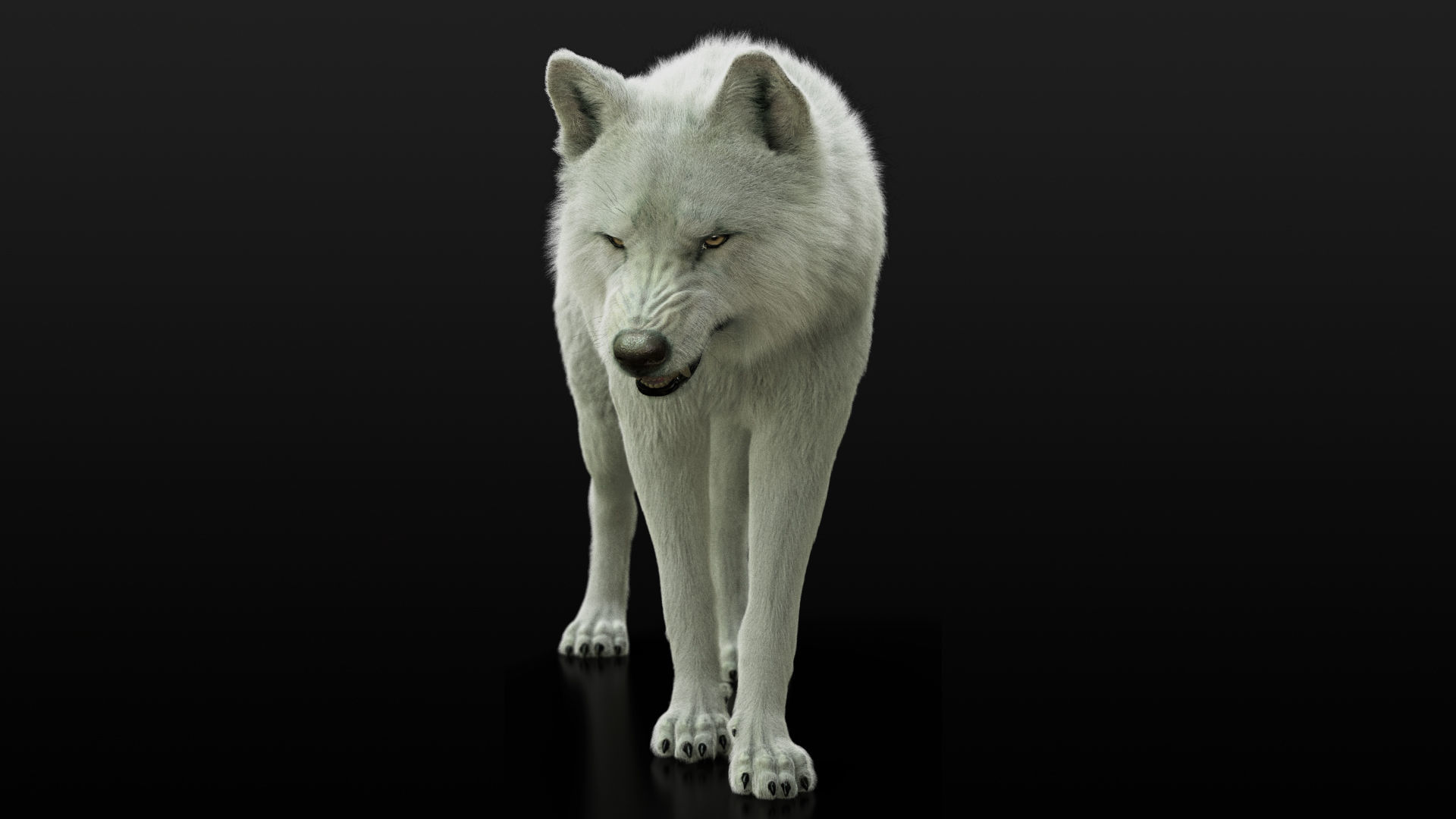 Wolves Pack RIGGED XGEN igs 3D Model Collection_11