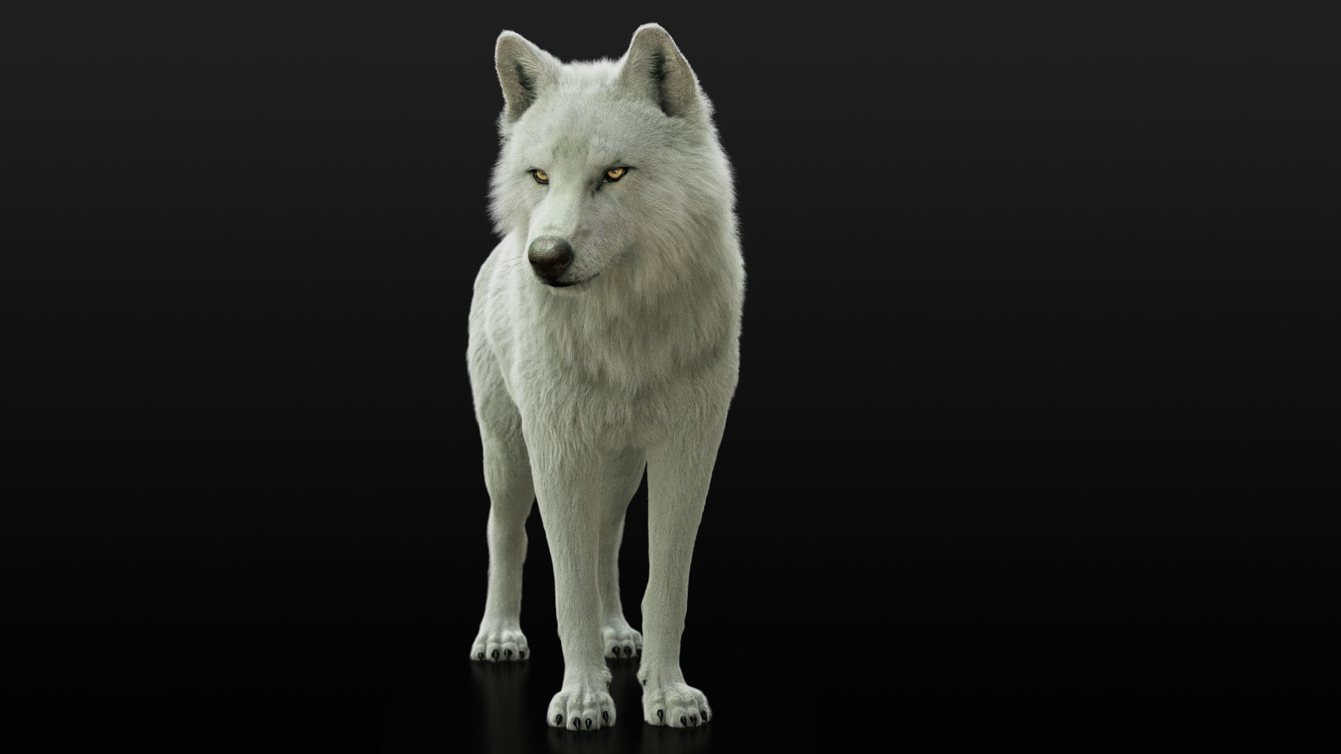 Wolves Pack RIGGED XGEN igs 3D Model Collection_13