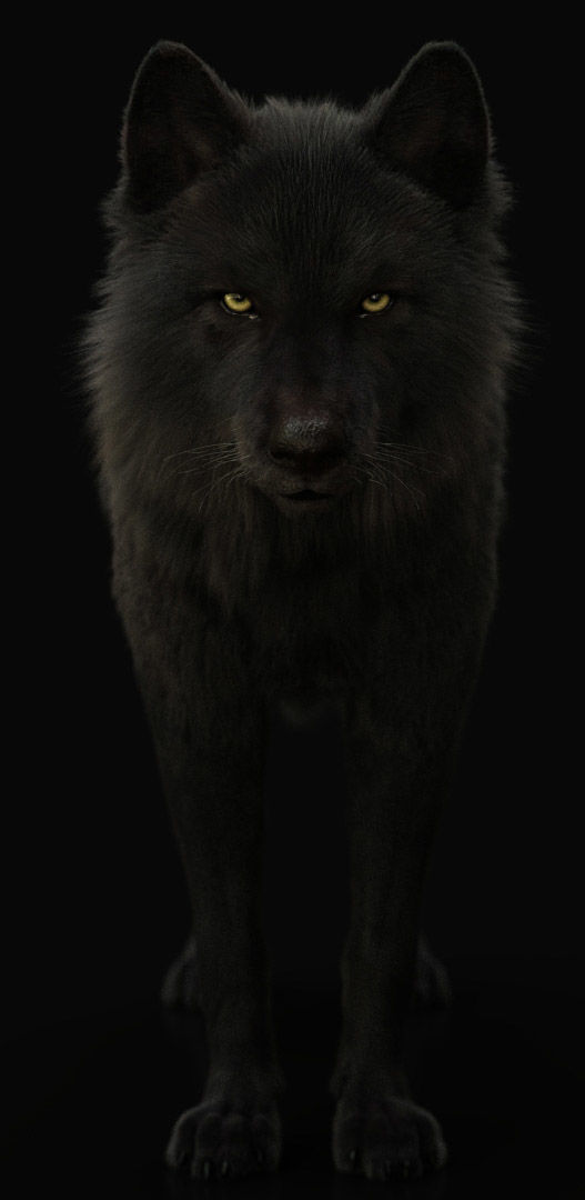 Wolves Pack RIGGED XGEN igs 3D Model Collection_22