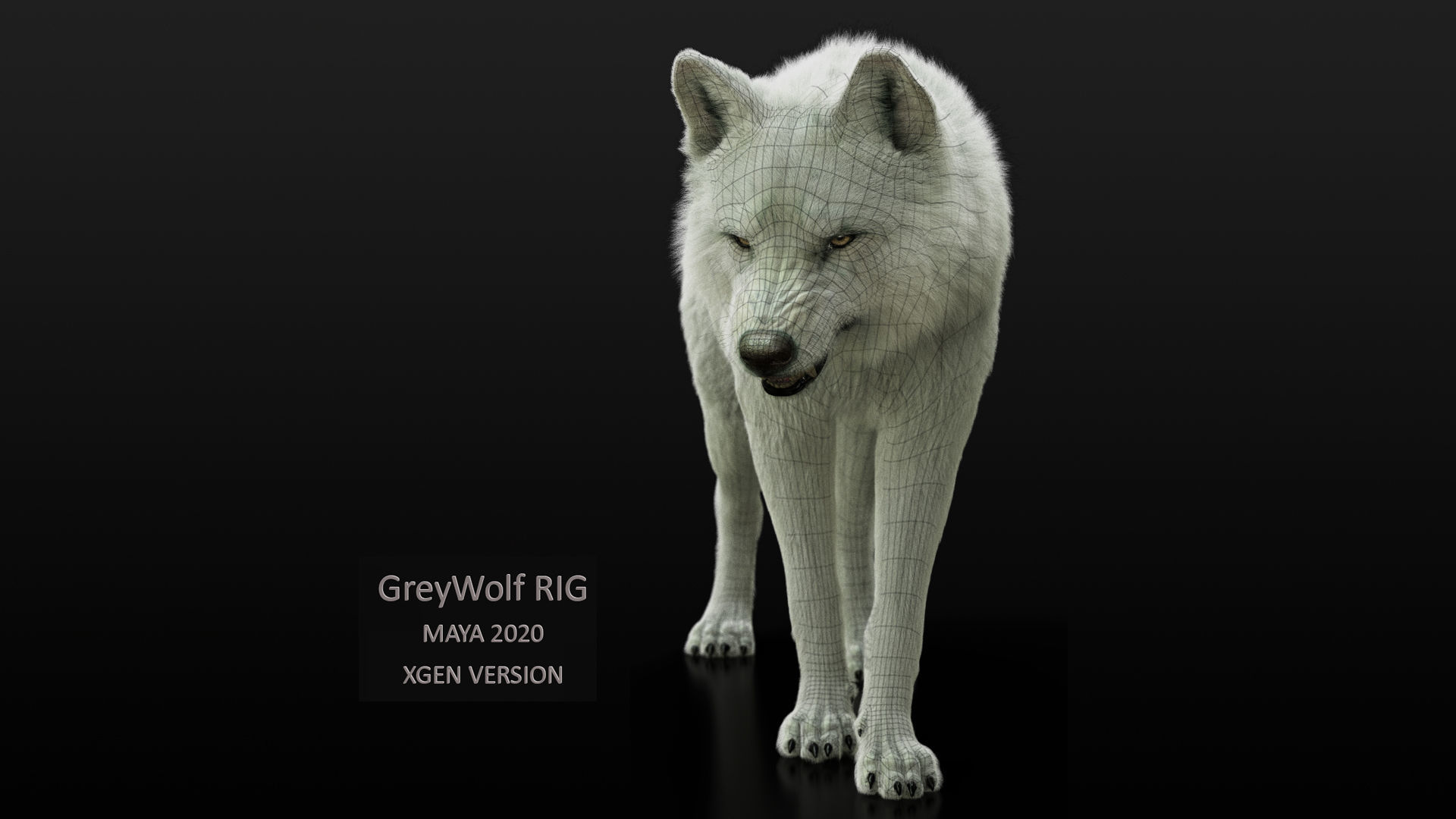 Wolves Pack RIGGED XGEN igs 3D Model Collection_16