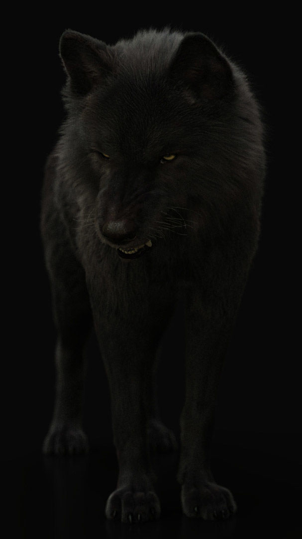 Wolves Pack RIGGED XGEN igs 3D Model Collection_20