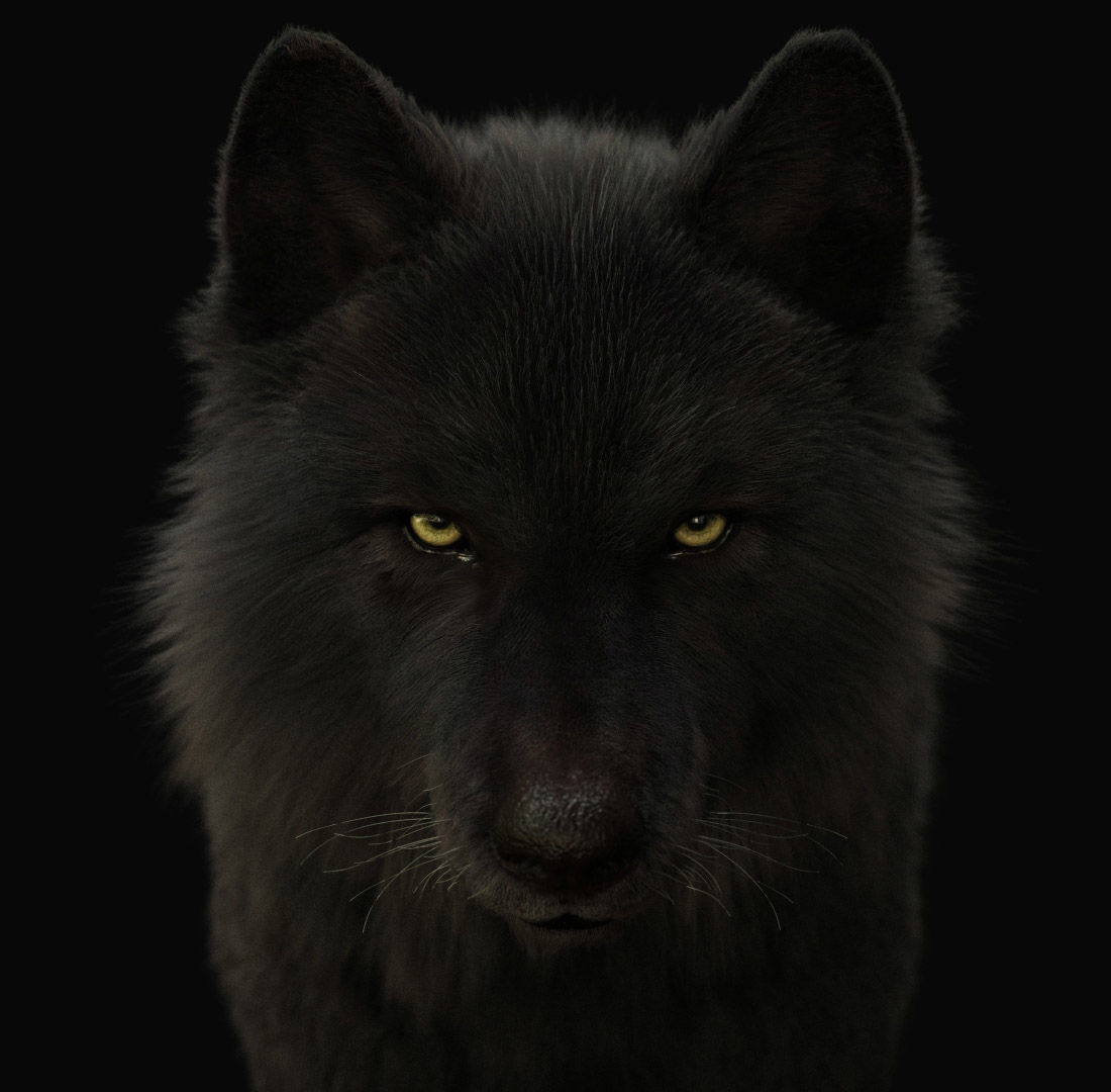 Wolves Pack RIGGED XGEN igs 3D Model Collection_21