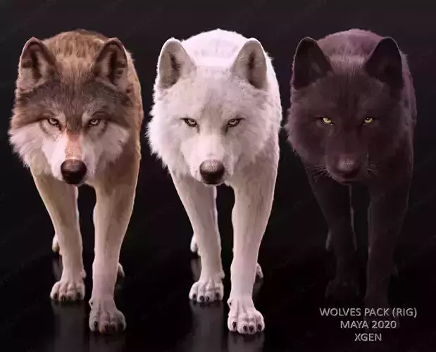 Wolves Pack RIGGED XGEN igs 3D Model Collection