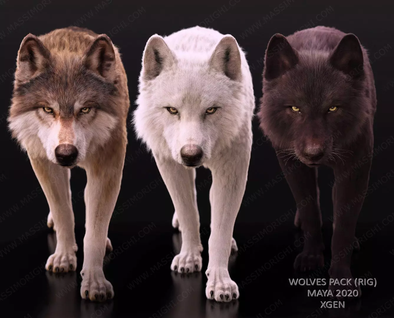 Wolves Pack RIGGED XGEN igs 3D Model Collection_0