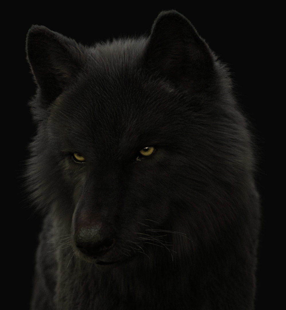Wolves Pack RIGGED XGEN igs 3D Model Collection_27