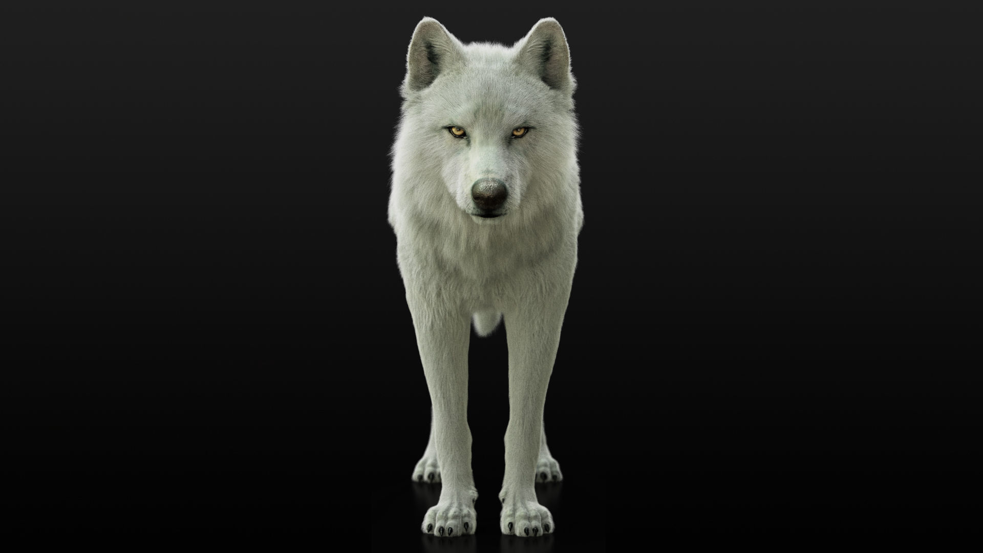 Wolves Pack RIGGED XGEN igs 3D Model Collection_19