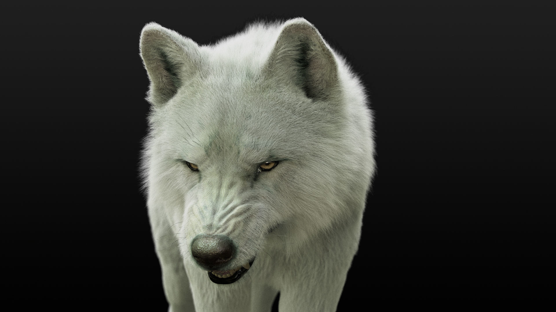 Wolves Pack RIGGED XGEN igs 3D Model Collection_12