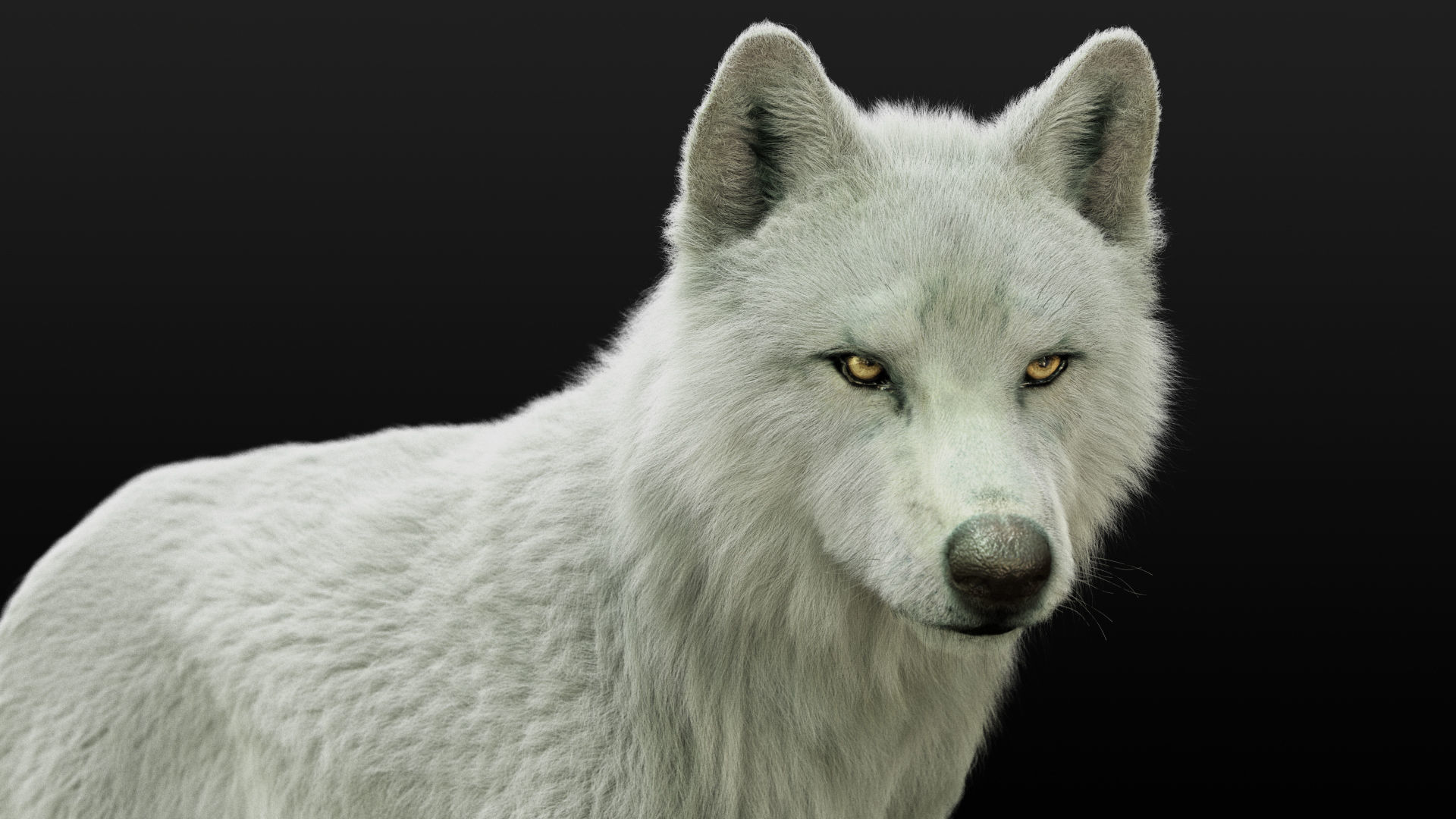 Wolves Pack RIGGED XGEN igs 3D Model Collection_17