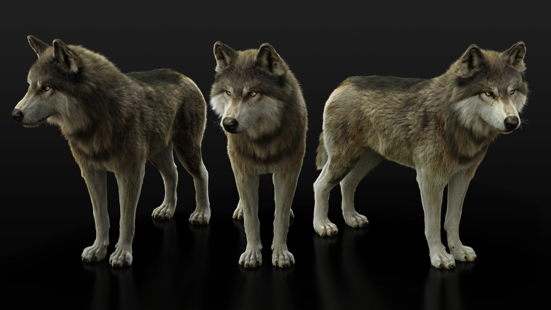 Wolves Pack RIGGED XGEN igs 3D Model Collection_8