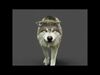 Wolves Pack RIGGED XGEN igs 3D Model Collection_3