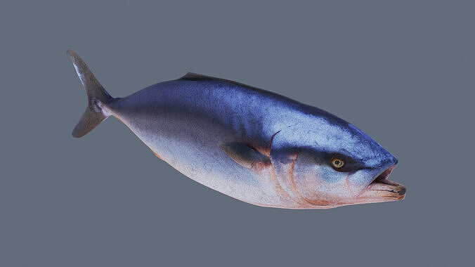 Tuna fish Low-poly 3D model