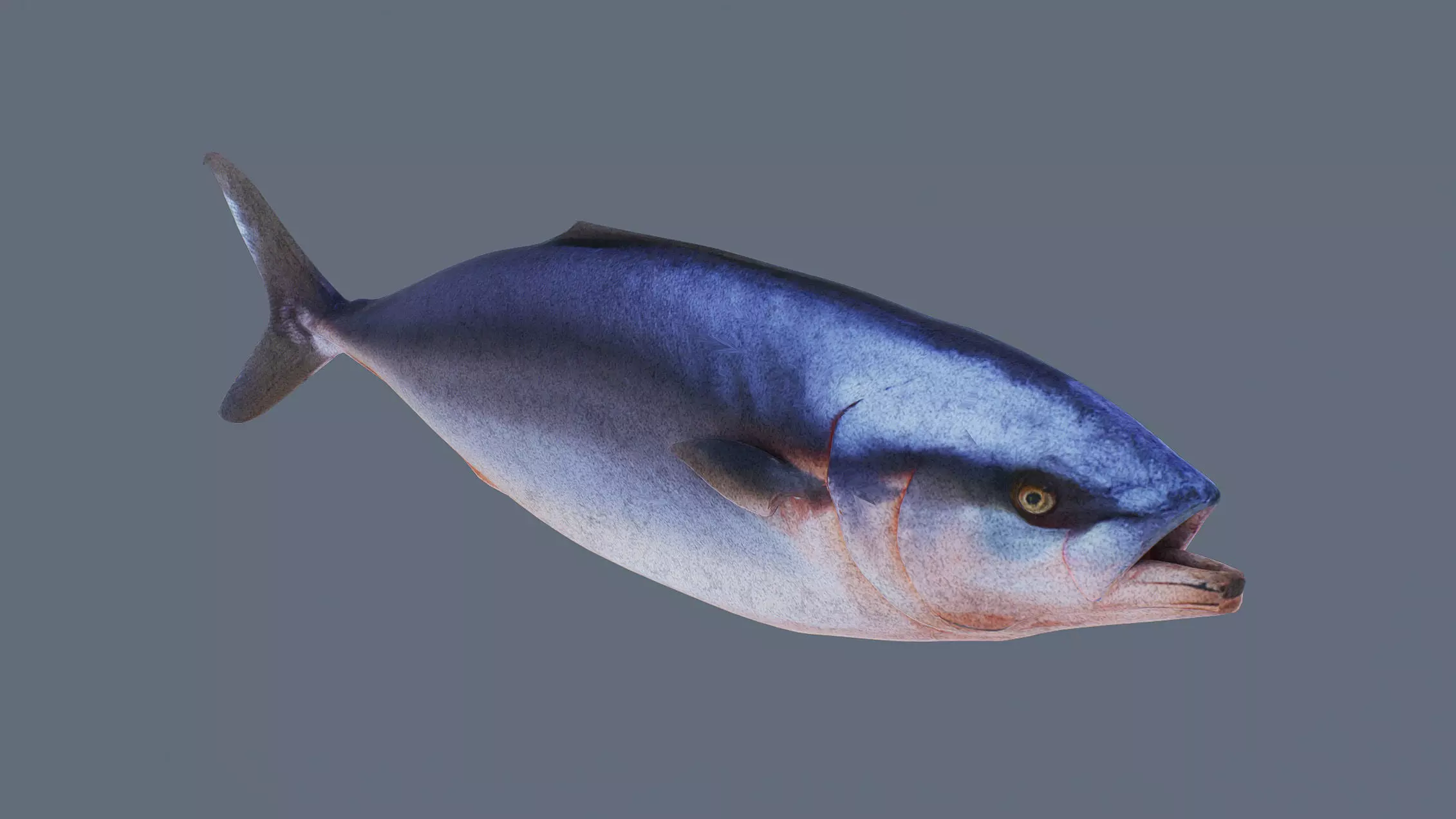 Tuna Fish Low-poly 3D model