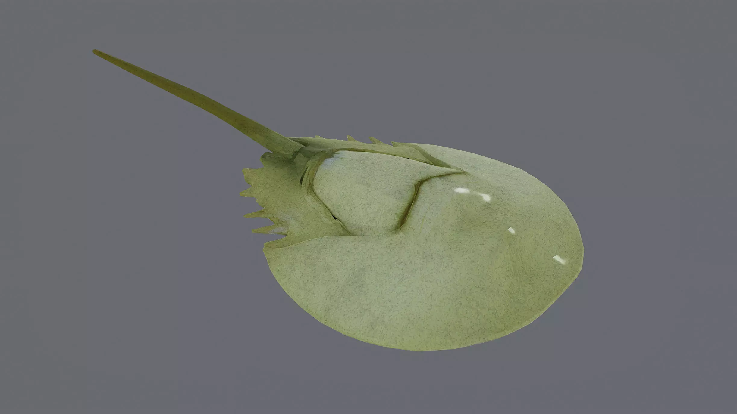 Horseshoe Crab Low-poly 3D model