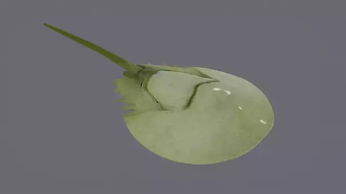 Horseshoe Crab