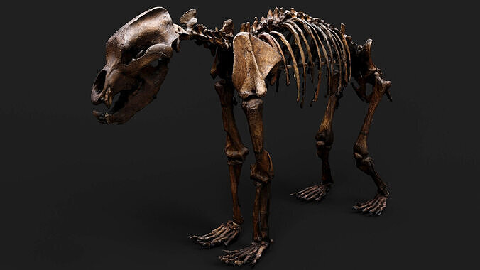 skeleton prehistoric animal model PBR photogrammetry Low-poly 3D model