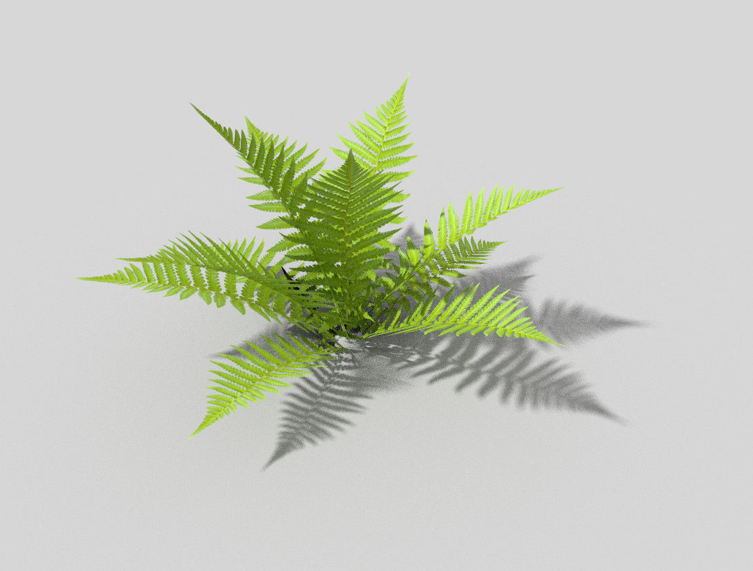 Fern plant Low-poly 3D model_3