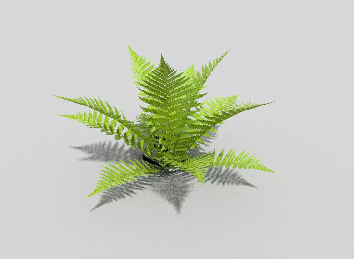 Fern plant Low-poly 3D model_0