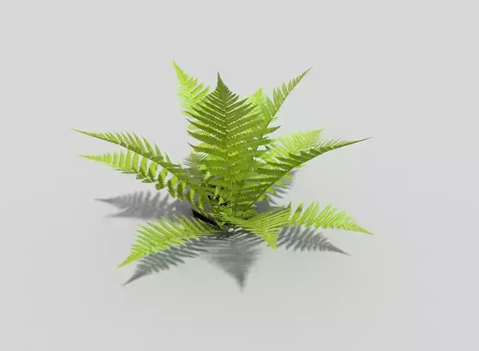 Fern plant