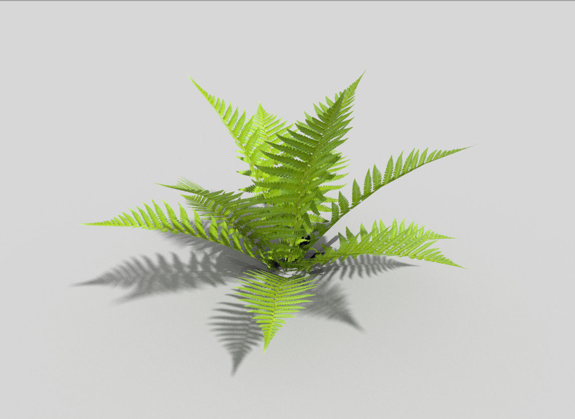 Fern plant Low-poly 3D model_4