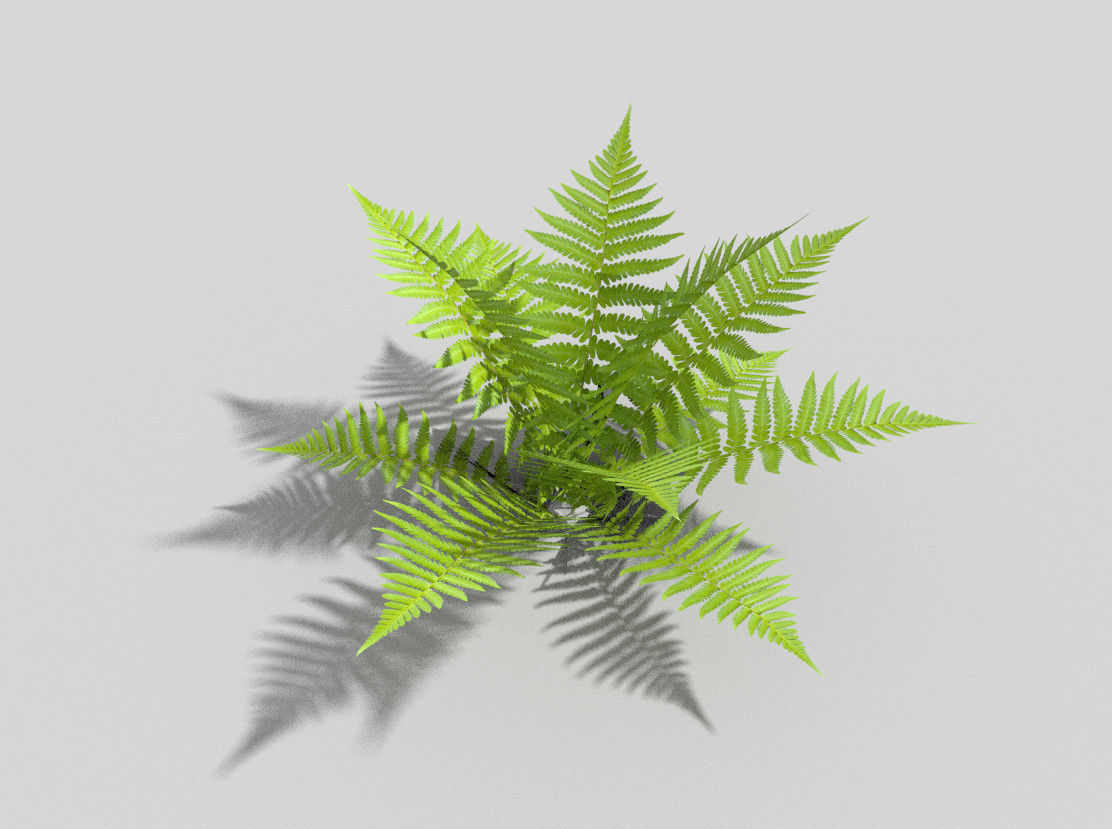 Fern plant Low-poly 3D model_1