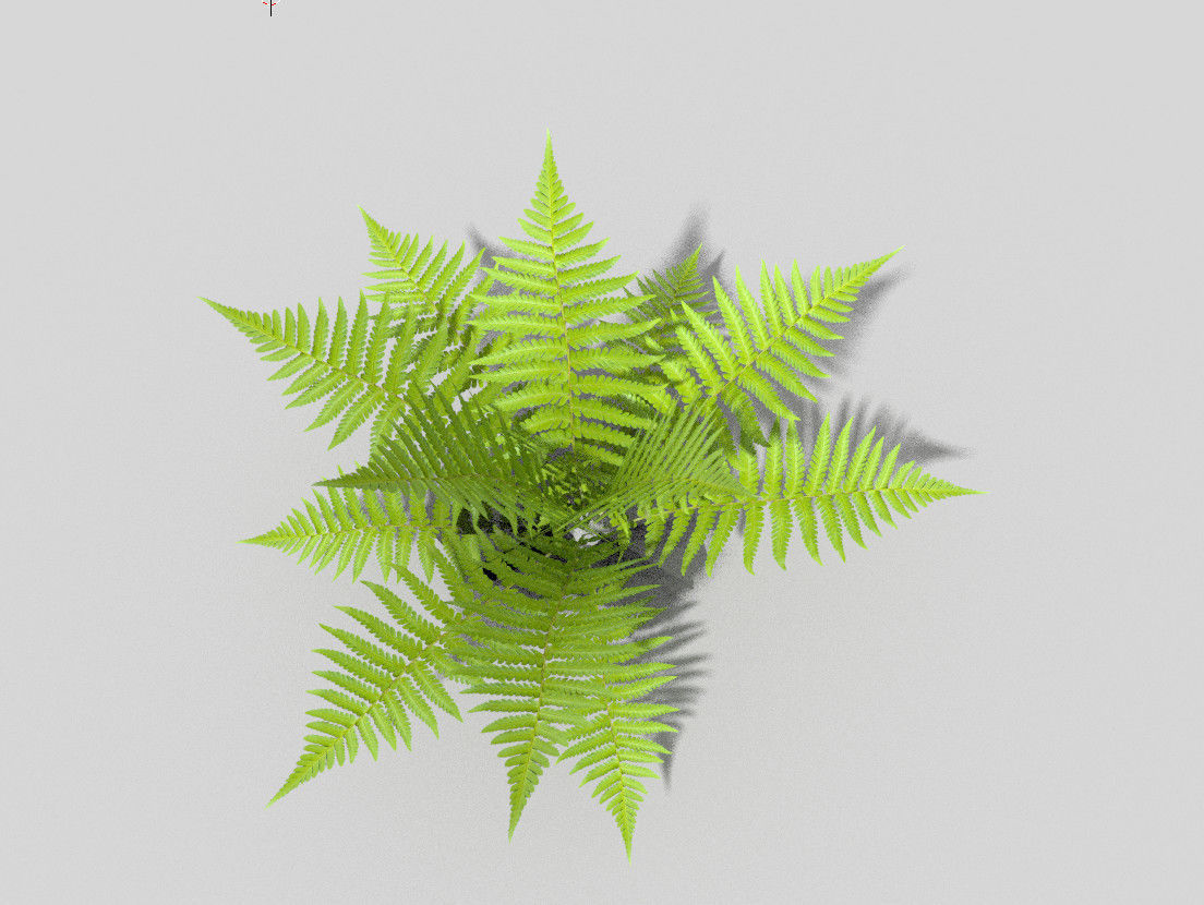 Fern plant Low-poly 3D model_2