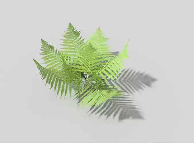 Fern leaf