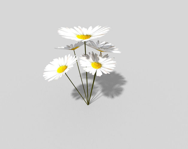 Plant daisies Low-poly 3D model