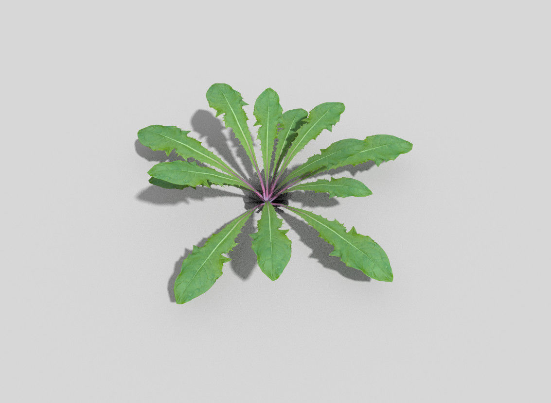 Plant kale Low-poly 3D model_1