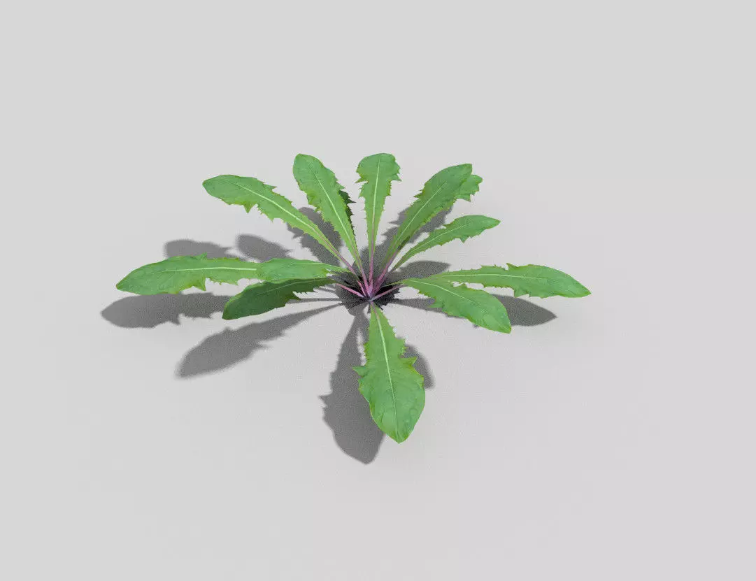 Plant kale Low-poly 3D model_0