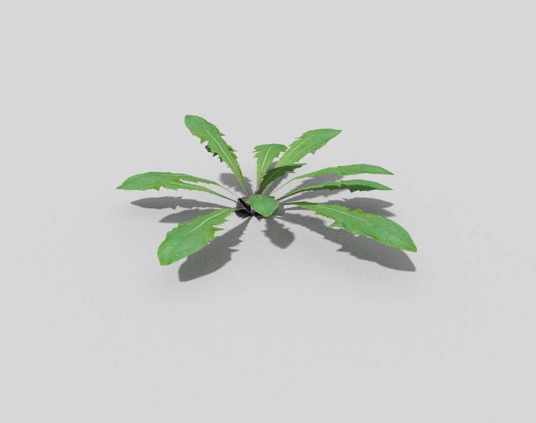 Plant kale Low-poly 3D model_5