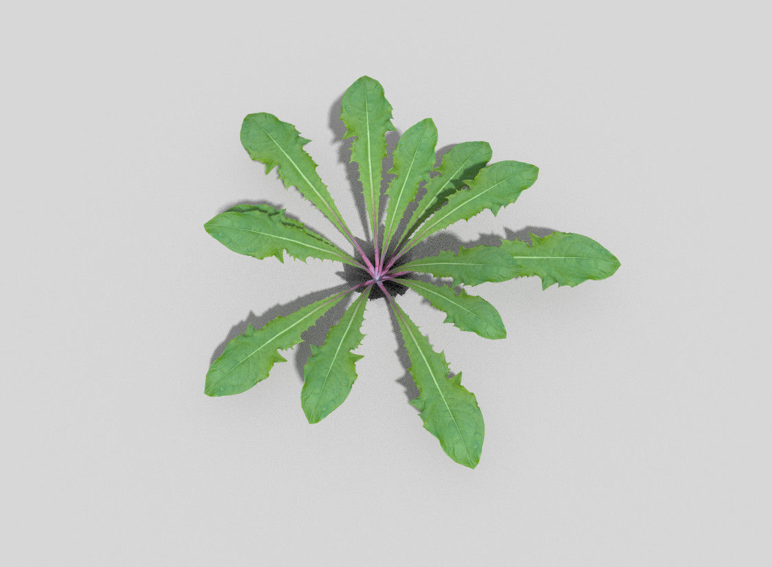 Plant kale Low-poly 3D model_2