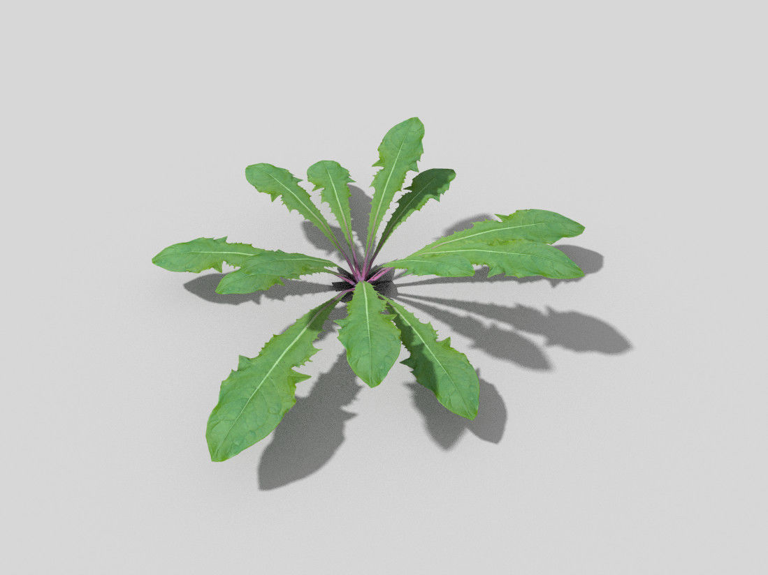 Plant kale Low-poly 3D model_3