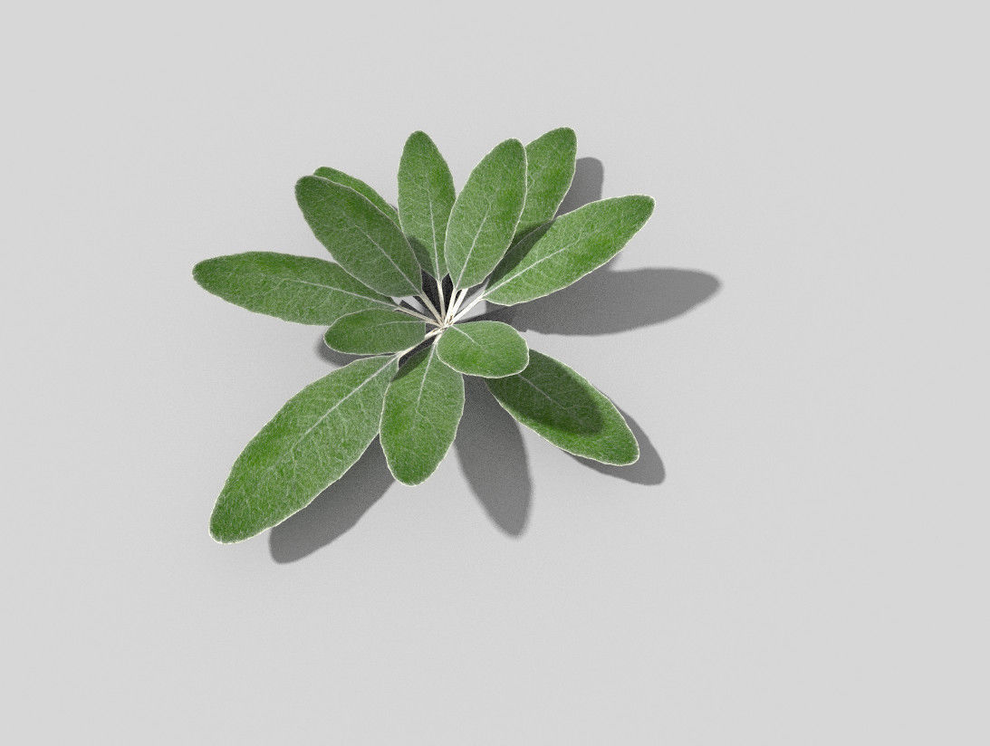 Plant sage leaf Low-poly 3D model_4