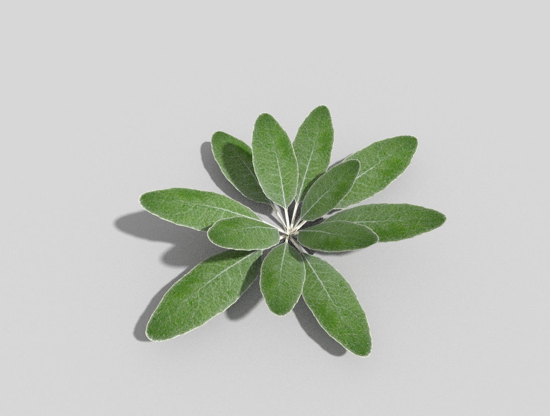 Plant sage leaf Low-poly 3D model_2