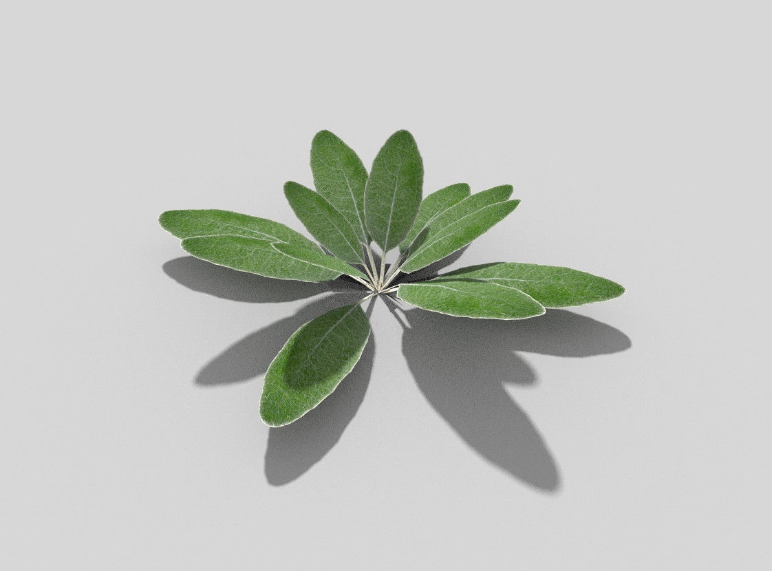 Plant sage leaf Low-poly 3D model_1
