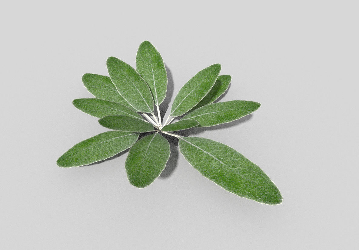 Plant sage leaf Low-poly 3D model_3