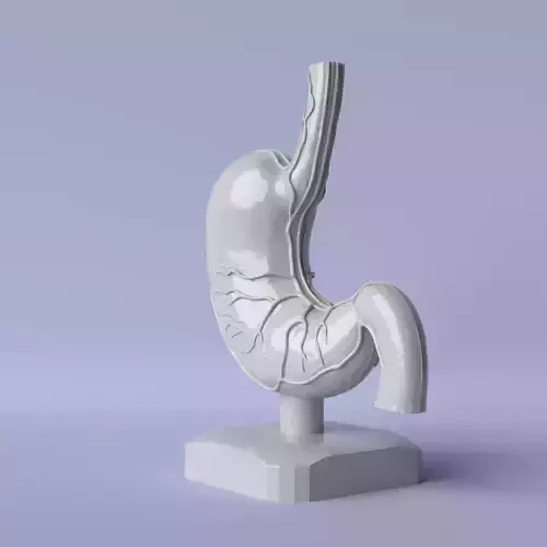 Stomach Sculpture Anatomical and Modern Decorative Art