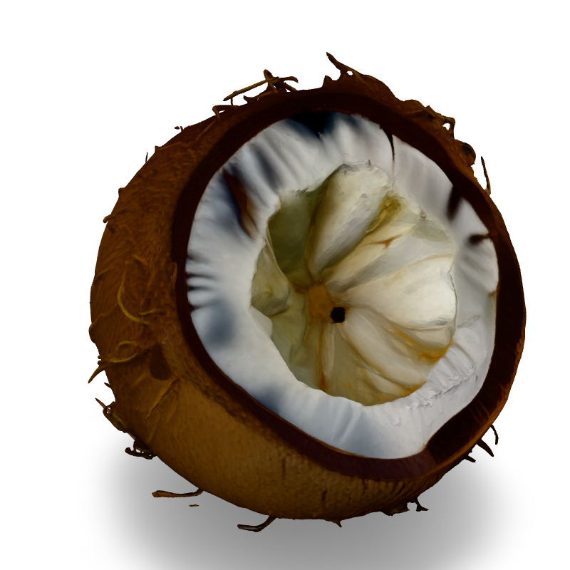 Realistic Half Cut Coconut 3D Model Low-poly 3D model_2