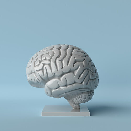 Brain Sculpture  Scientific and Modern Decorative Art 3D print model