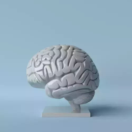 Brain Sculpture  Scientific and Modern Decorative Art