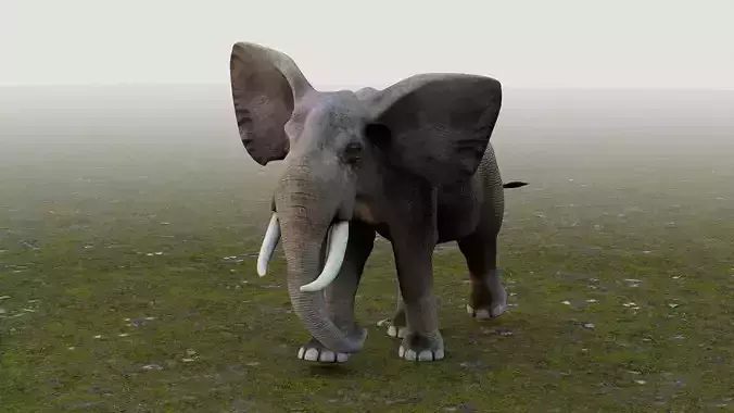 Elephant Low-poly 3D model