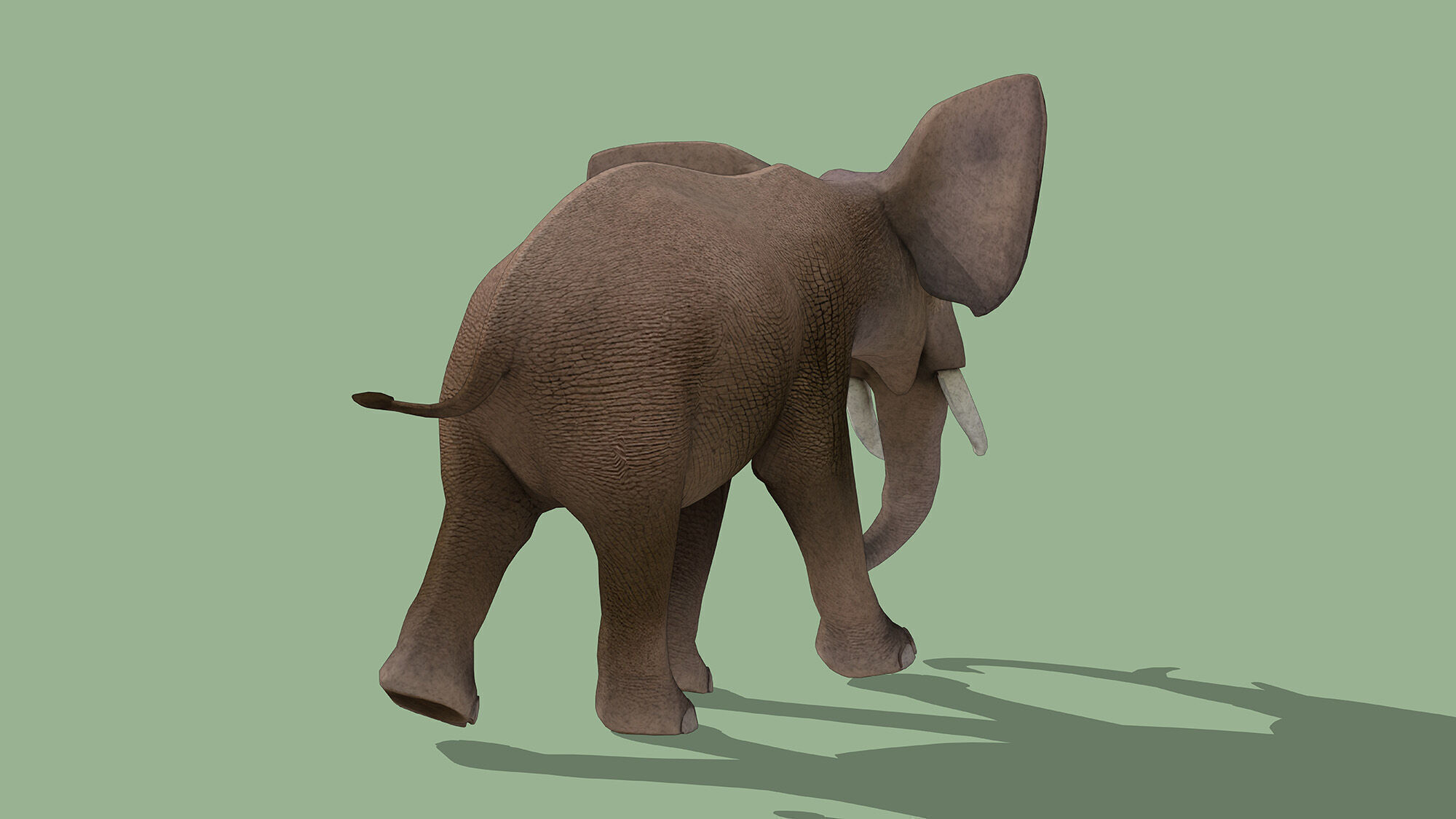 Elephant Low-poly 3D model_3
