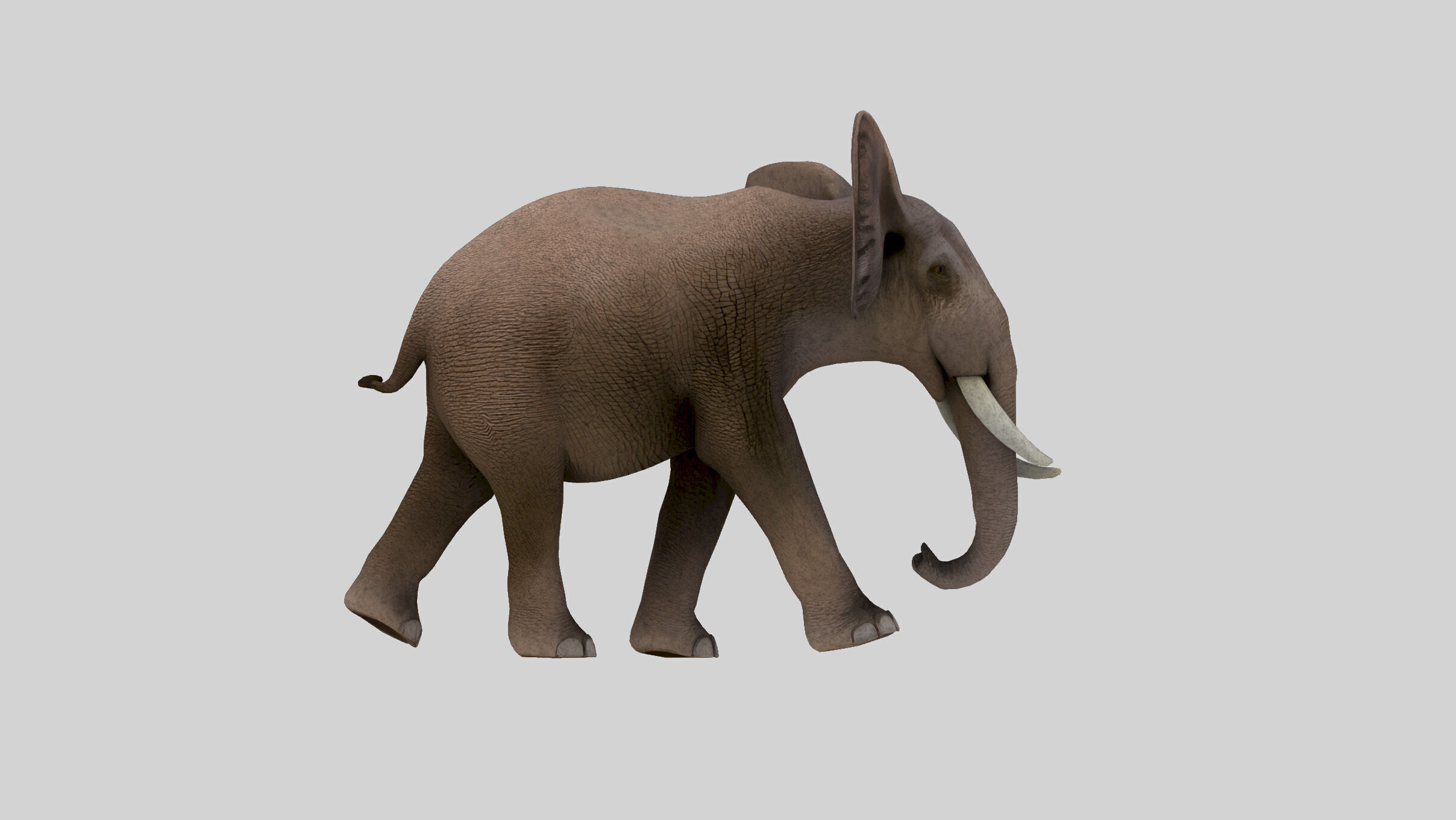 Elephant Low-poly 3D model_4