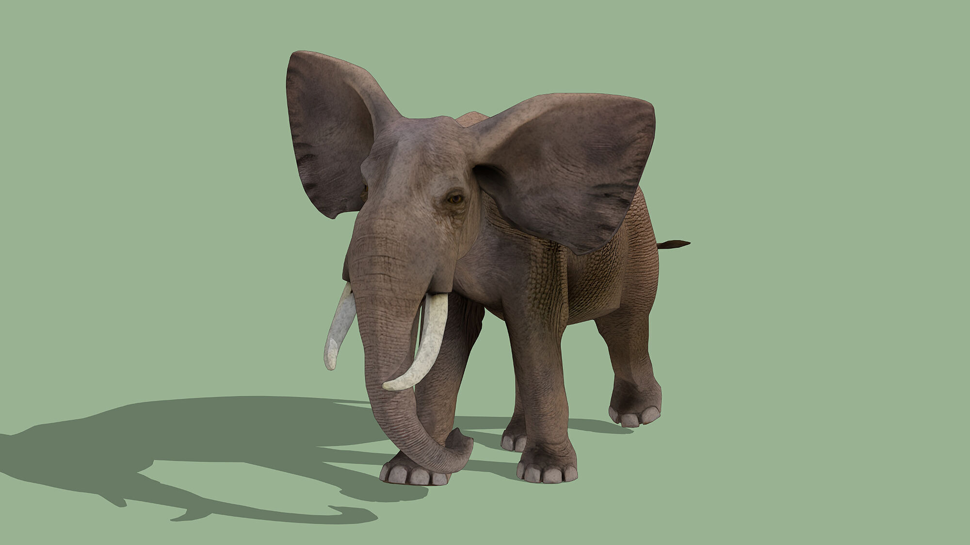 Elephant Low-poly 3D model_2