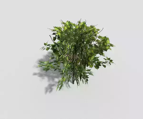 Shrub tree