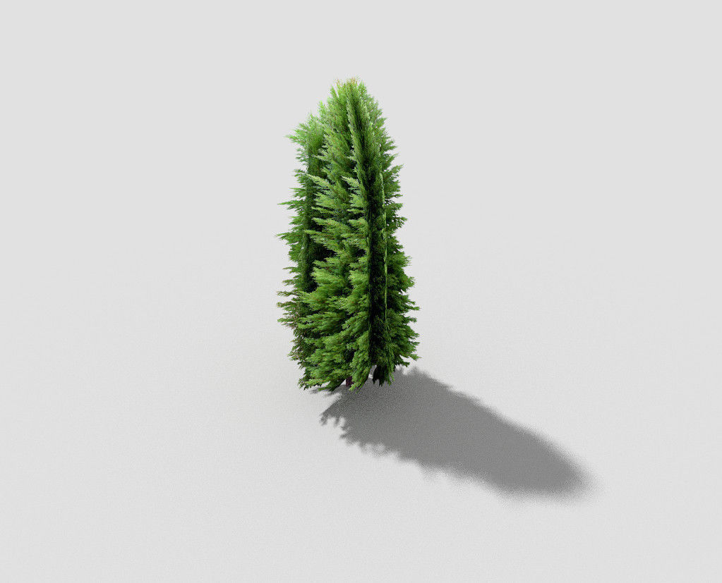 Tree cypress Low-poly 3D model_3
