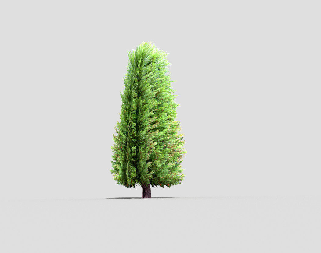 Tree cypress Low-poly 3D model_1
